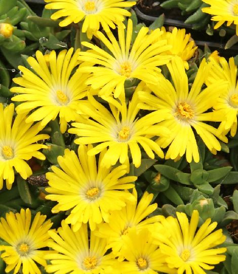 Delosperma congestum yellow